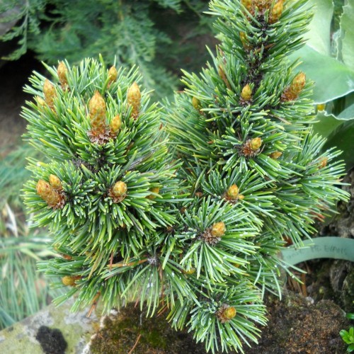 Pinus cembra 'Grobe' - Alpi seedermänd 'Grobe' C5/5L